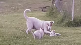 Puppies Final Battle!