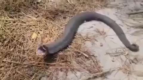 Watch these amazing voice of snake.