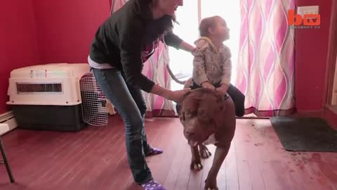 Meet ‘Hulk’: The Giant 175lb Family Pit Bull | DOG DYNASTY