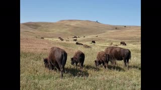 Custer State Park South Dakota