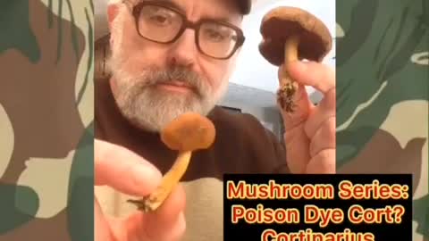 Mushroom Series: Possible Poison Dye Cort?
