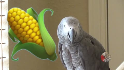 Parrot's sweet talk about his favorite vegetables will make you