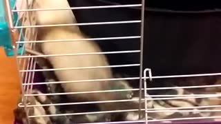 Cute ferret. Baby Nibbles playing with the crinkle tunnel
