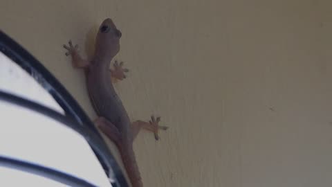 Geckos hunting moths