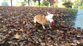 Cute Corgi tries to capture the flag