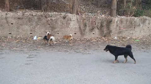 Street Dogs On Mating Season