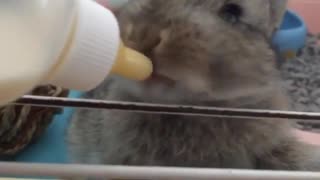 Baby bunny preciously drinks milk from bottle