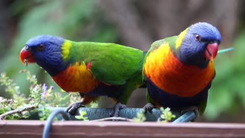 Lorikeets feeding :)