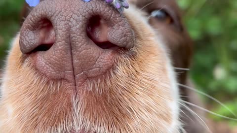 Bonnie Balances Forget-Me-Nots on Her Nose