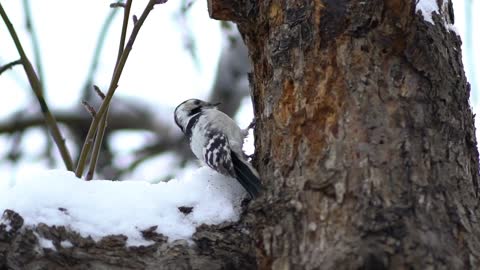 great spotted woodpecker in winter tree