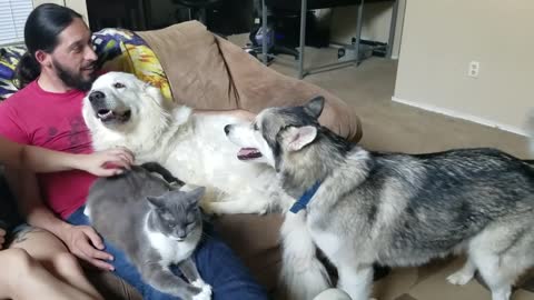 Our Needy Jealous Pets