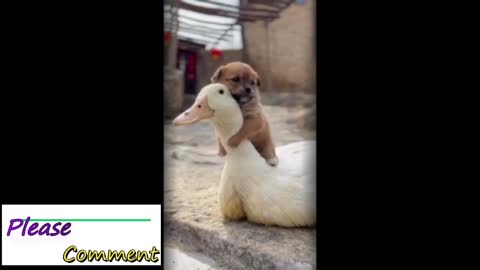 World Best Video Dog and duck Love . You will be amazed to see the video.