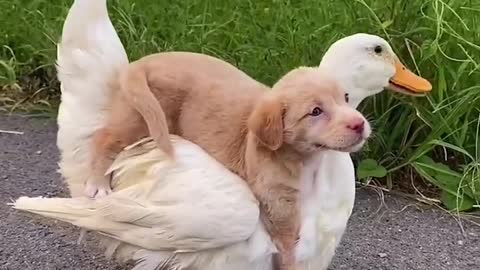 Pet dogs and ducklings