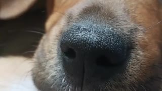 Brown dog between jeans legs lady close up scratch laying on back belly rub