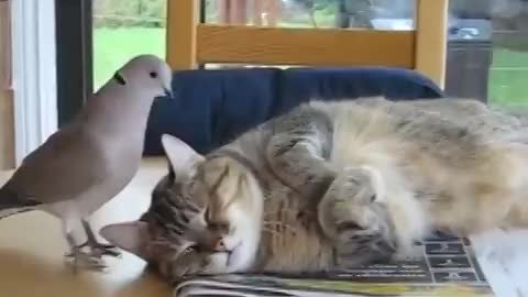 bird enjoy with cat