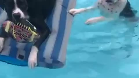 Boxer pup pushes her sister for a relaxing ride in the pool