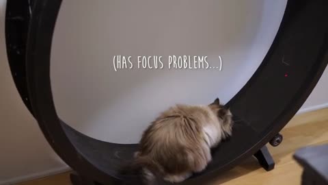 OneFastCat - Siberian Cat's Reaction