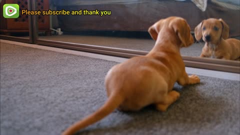 Johnny's dog plays with himself in the mirror 🐶❤️️