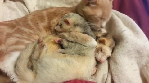 Cat Gives Adorable Ferret A Bath