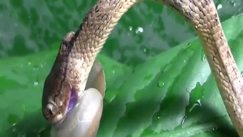The snake against the poor seashells watch till end