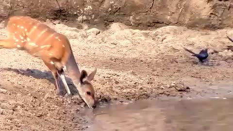 A very lucky bushbuck- Escape from crocodile