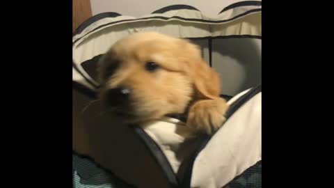 7 week old puppy really wants to get out of his crib!