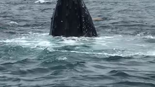 Whales Put on Show for Watching Tour Group