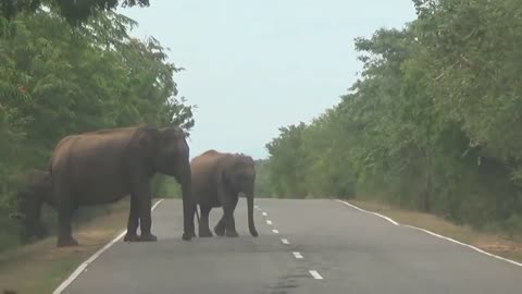 Elephant on the road