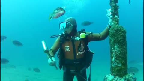 This friendly fish has visited a Japanese diver for 25 years
