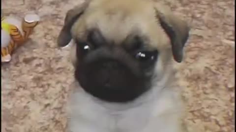 Pug 🔥_ #Dog | cutest overloaded |