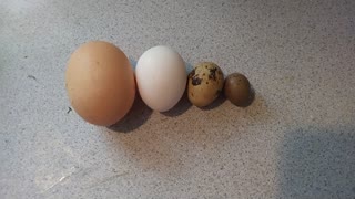 Quail Eggs vs Chicken Eggs (Size Comparison)