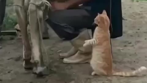 Funny animal cat video