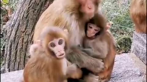 Baby monkey and their mother