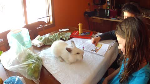 Helpful bunny assists girl with homework