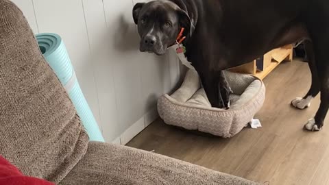 Cat Shows Who's Boss Of The Beds