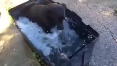 Video of dog's bath time goes viral