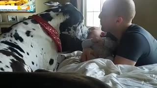 Gentle Great Dane introduced to newborn baby