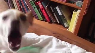 Chihuahua hates green fidget spinner