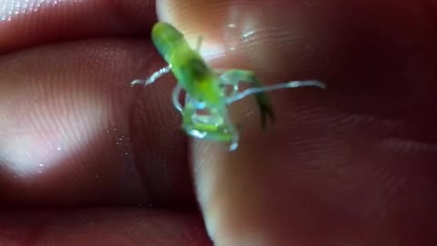 Little Baby Lobsters