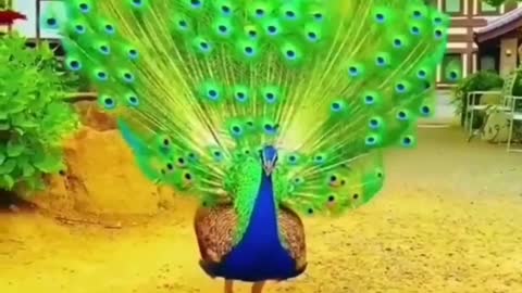 How Beautiful this Pavo is?