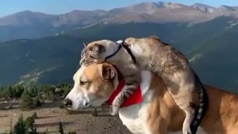 Cat & Dog are Good friends
