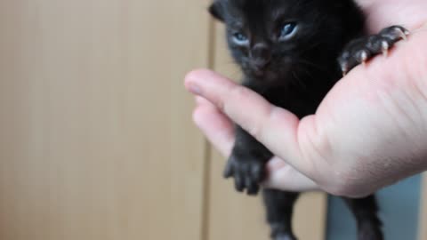 Sweetest Black Baby Kitten Meow