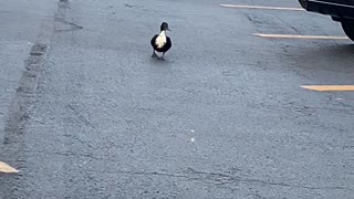 Bird casually strolls through parking lot in Saratoga Springs.