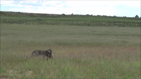 Young Leopard hunts a bat eared fox