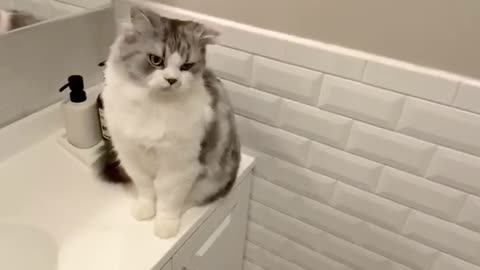 Spoiled Cat Literally Begs To Be Brushed