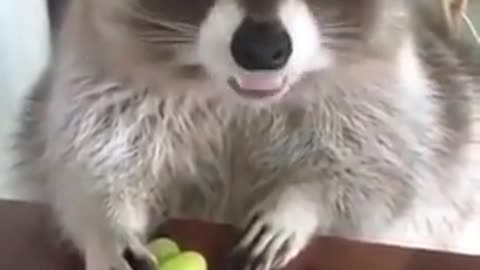 The Raccoon don't touch my grapes