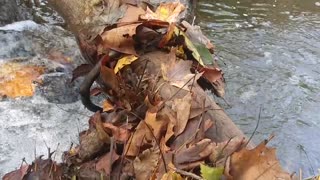 Stream Flowing Beneath Fallen Tree Log Autumn Mountain Scenic Nature View Sounds of Water ASMR Noise