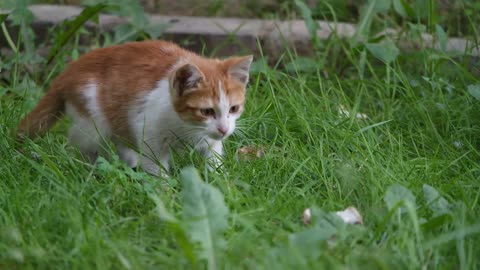 Funny Cats in TikTok That Go 200% VERY CURIOUS and Peralicious.