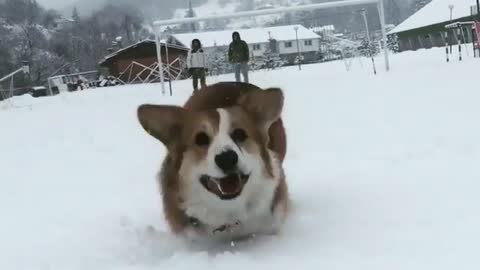 Corgi sprinting towards camera forgets to hit the breaks