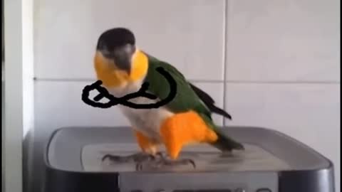 Bird with arms compilation